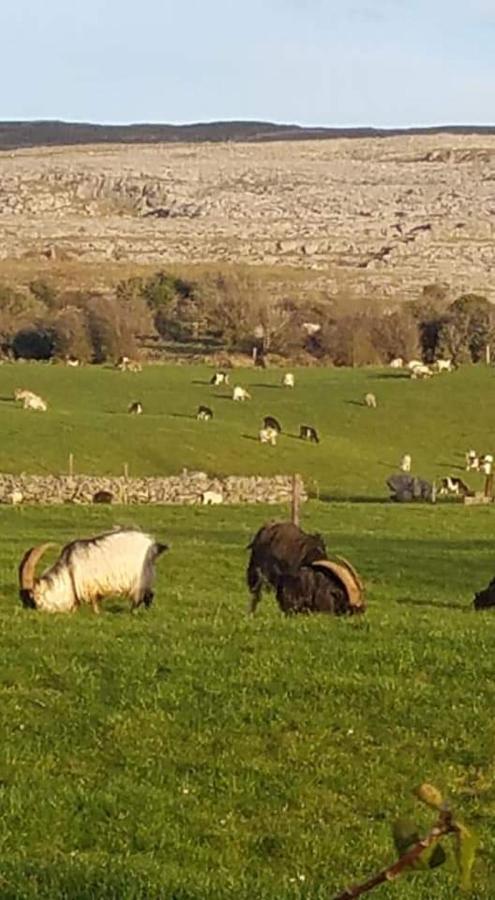 Burren Rock Farmhouse B&B Turlough  Eksteriør bilde